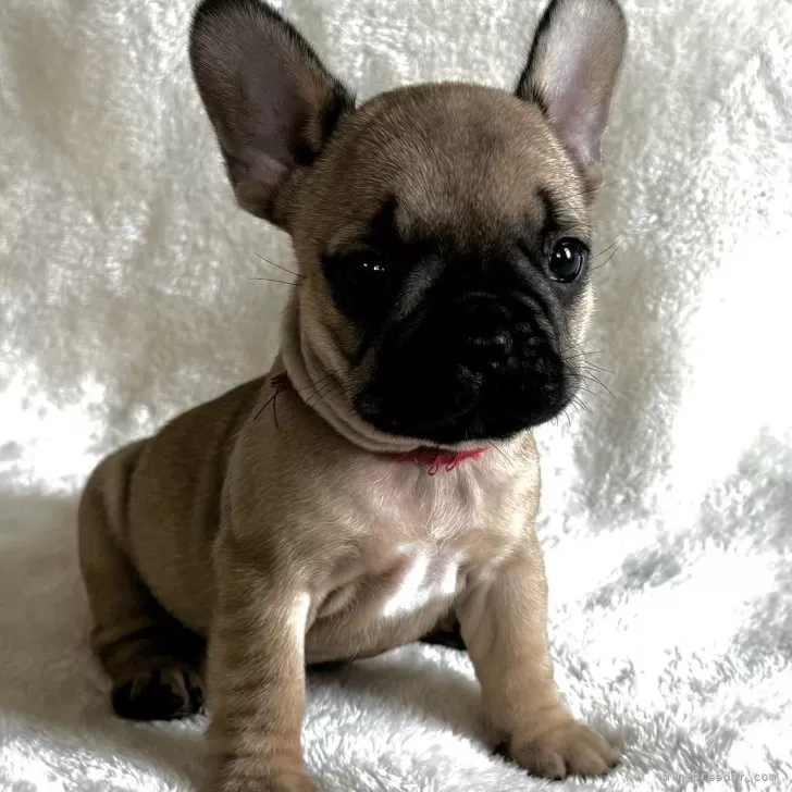 M.U 様のお迎えした子犬