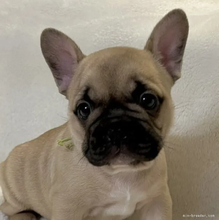 ID:2304-00593の子犬