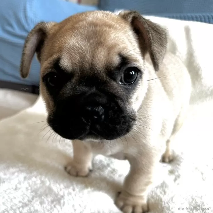 ID:2406-00310の子犬