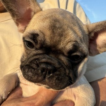 フレンチブルドッグ【東京都・女の子・2024年4月24日・フォーン ブラックマスク】の写真「可愛すぎる女子はムチコロです❣️❣️」