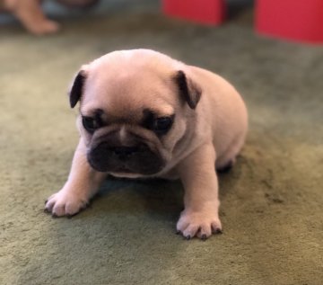 フレンチブルドッグ【東京都・男の子・2020年4月28日・フォーン ブラックマスク】の写真「ブラックマスクのまんまるお目めのイケメン君❣️」