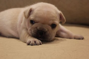 フレンチブルドッグ【東京都・男の子・2020年6月24日・クリーム】の写真「ムチコロボディの男前です💕」