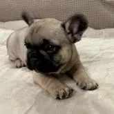 フレンチブルドッグ【東京都・女の子・2022年7月12日・フォーン ブラックマスク】の写真1「めちゃくちゃ可愛いです💕耳立ちました❣️色素もバッチリ👍8月30日撮影8月15日撮影」