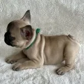 フレンチブルドッグ【東京都・男の子・2023年2月27日・フォーン】の写真3「ぺちゃんこな横顔❣️❣️小柄好きにはたまらないよ❤️」