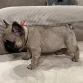 フレンチブルドッグ【東京都・女の子・2022年7月12日・フォーン ブラックマスク】の写真4「小柄ですが、しっかりとした美ボディです💕8月30日撮影」