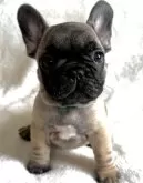 フレンチブルドッグ【東京都・男の子・2024年5月4日・フォーン】の写真5「肉球、爪もブラックです‼️色素が濃いからです！」