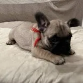フレンチブルドッグ【東京都・女の子・2022年7月12日・フォーン ブラックマスク】の写真5「ブラックマスク綺麗です❤️」