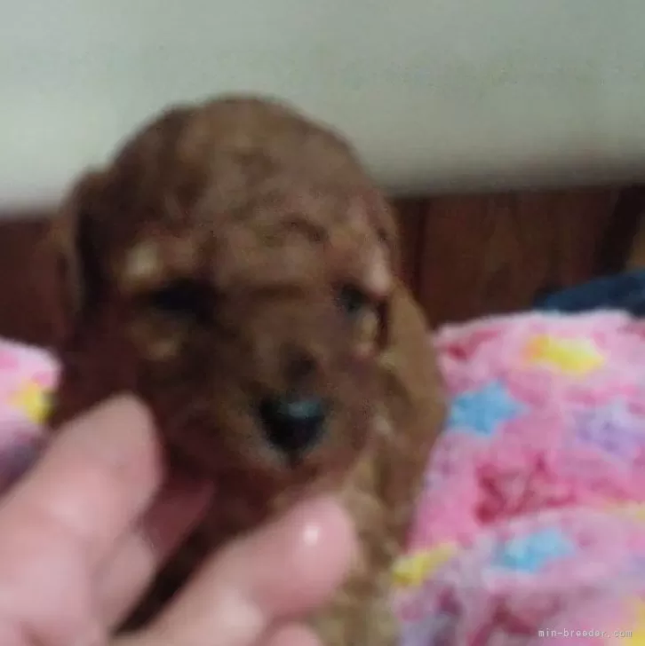 ID:2503-00923の子犬