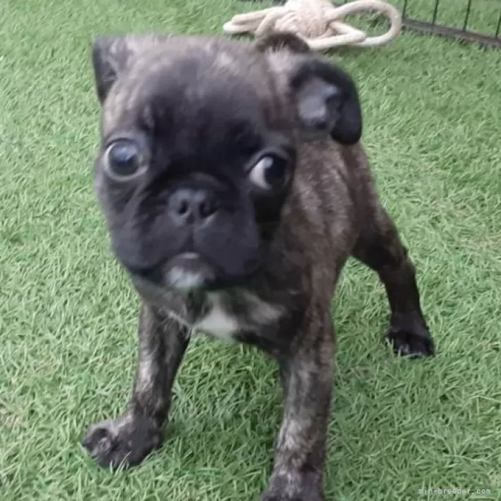 うめちゃん 様のお迎えした子犬