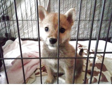 柴犬(豆柴)【山梨県・男の子・2025年7月4日・赤】の写真「10/2日体重1.23Kです。🎶」