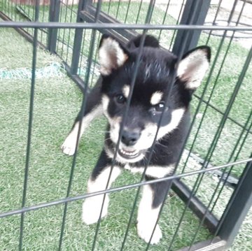 柴犬(標準サイズ)【山梨県・女の子・2025年5月21日・黒】の写真「顔、柄も綺麗に出てます。💕」