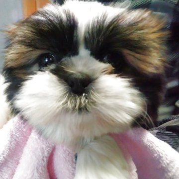 シーズー【山梨県・男の子・2025年9月17日・ゴールドホワイト】の写真「クリクリお目目のイケメン君です。🎶」