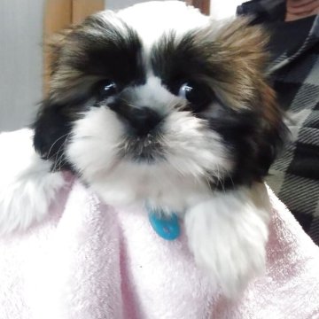 シーズー【山梨県・女の子・2025年9月17日・ゴールド&ホワイト】の写真「めっちゃ可愛いお顔の子です。💕」