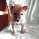 柴犬