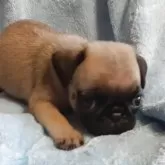 パグ