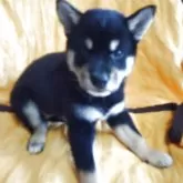 柴犬(標準サイズ)