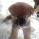 柴犬(標準サイズ)