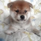 柴犬(標準サイズ)