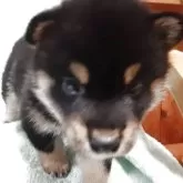 柴犬(標準サイズ)