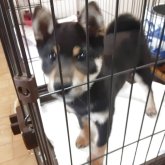 柴犬(豆柴)