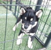 柴犬(標準サイズ)