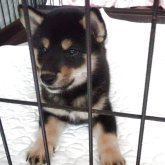 柴犬(標準サイズ)