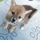 豆柴