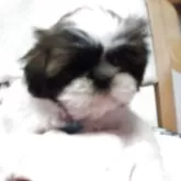 シーズー【山梨県・女の子・2025年9月17日・ゴールド&ホワイト】の写真2