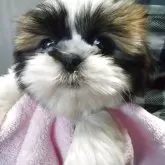 シーズー【山梨県・男の子・2025年9月17日・ゴールドホワイト】の写真4