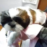 シーズー【山梨県・男の子・2025年9月17日・ゴールドホワイト】の写真5