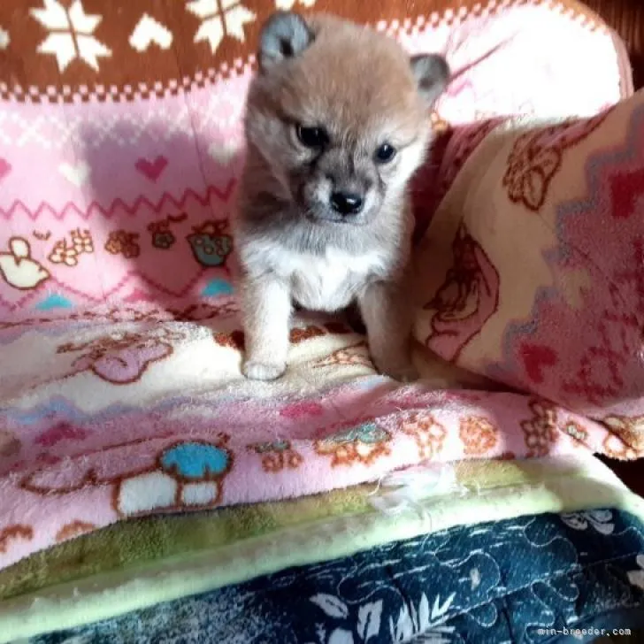 ID：2212-02462の子犬