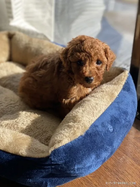 ID:2312-00858の子犬