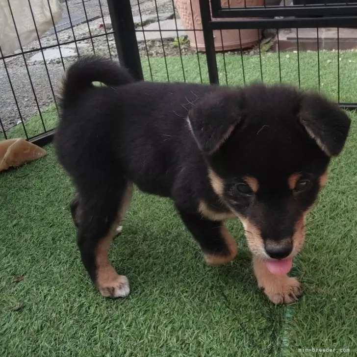 ID：2410-08010の子犬