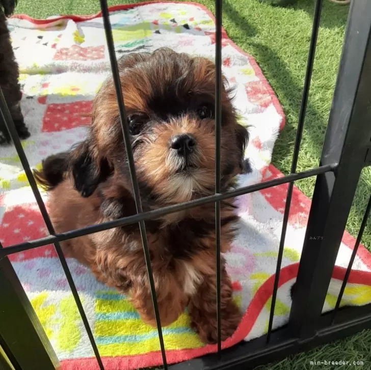 ID:2402-00015の子犬