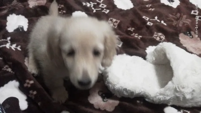 ID:1710-00739の子犬
