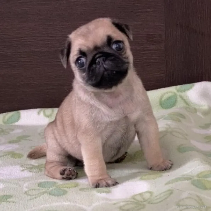 S.I 様のお迎えした子犬