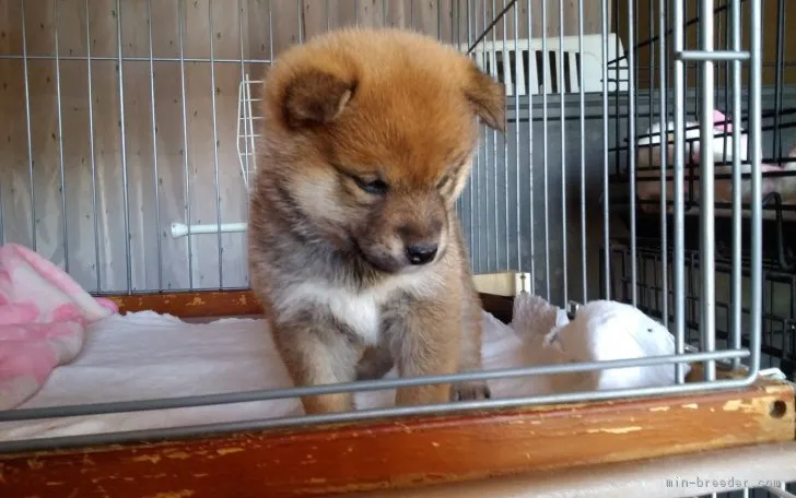 ID:1903-02555の子犬
