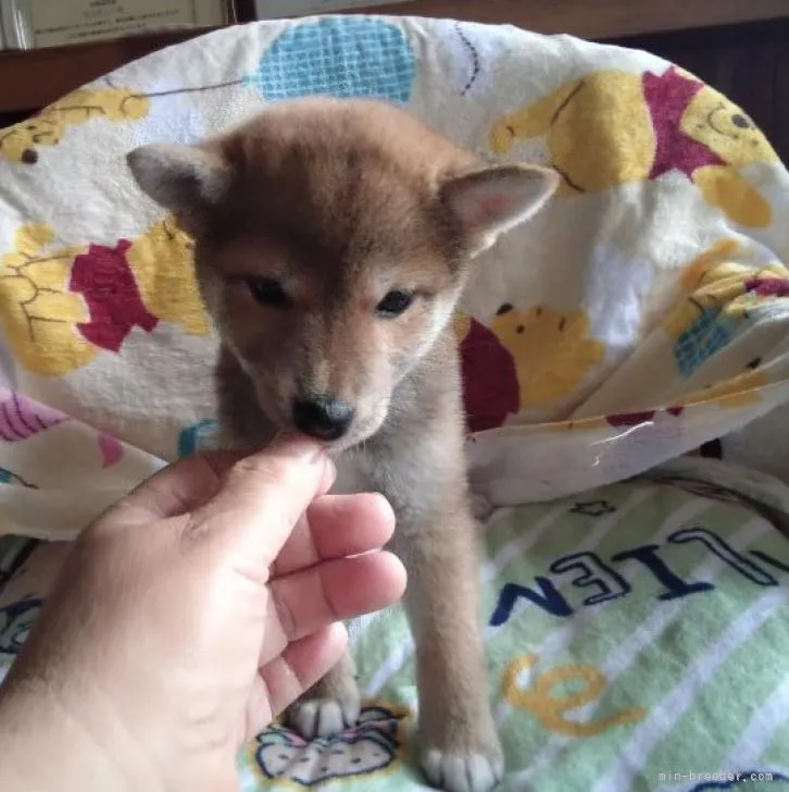 ID:2207-00761の子犬