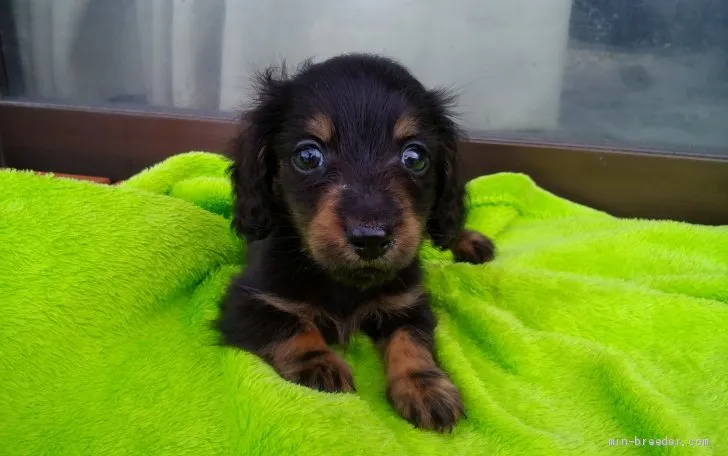 ロンババ 様のお迎えした子犬