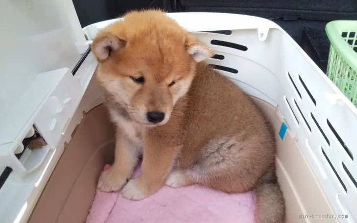 ID：1907-00711の子犬