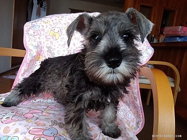 ID:2009-03277の子犬