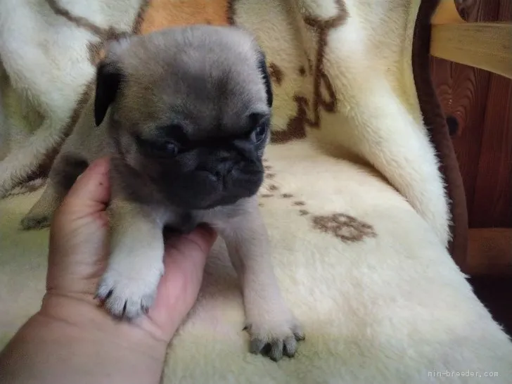 ID:2105-03470の子犬