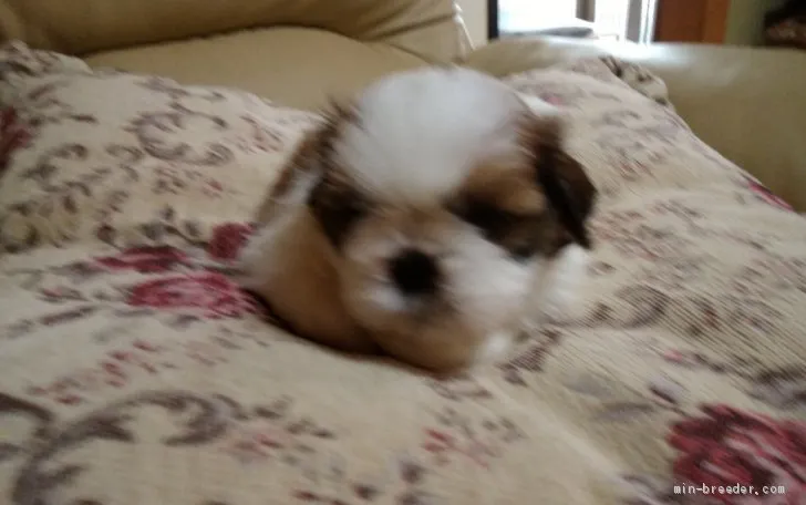 ID：1908-02969の子犬