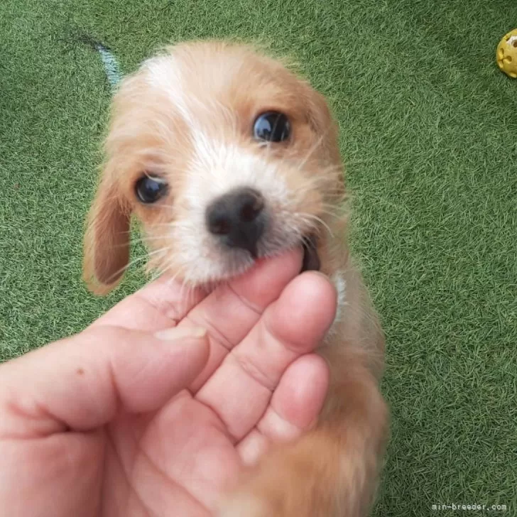 ID：2409-03895の子犬