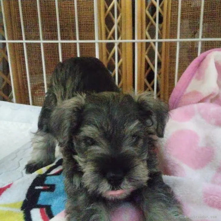ID:2306-04898の子犬