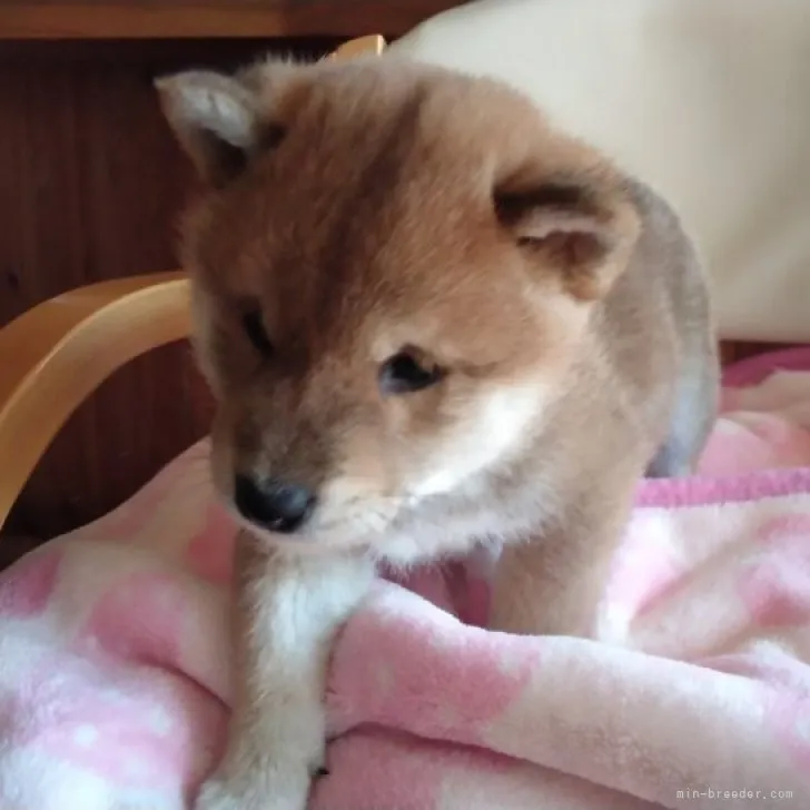 ID:2303-01713の子犬