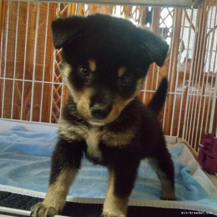 ID:2308-00777の子犬