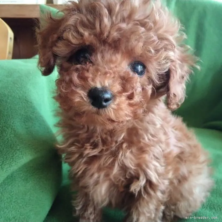 ID:2302-04743の子犬