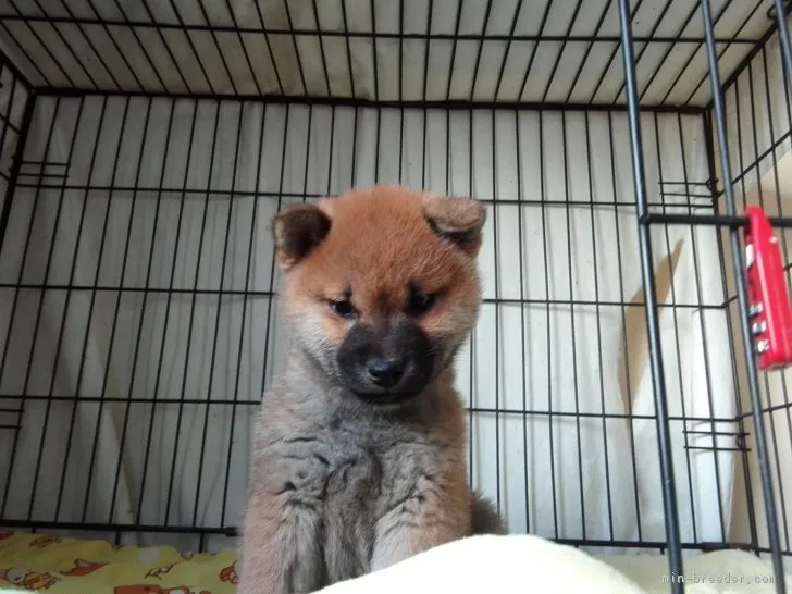 ID:1712-01924の子犬
