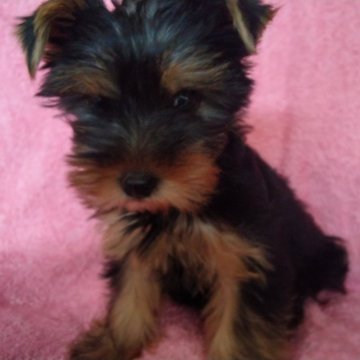 ヨークシャーテリア【山梨県・男の子・2024年5月21日・スチールブルー&タン】の写真「顔はつまって可愛いです。💕」